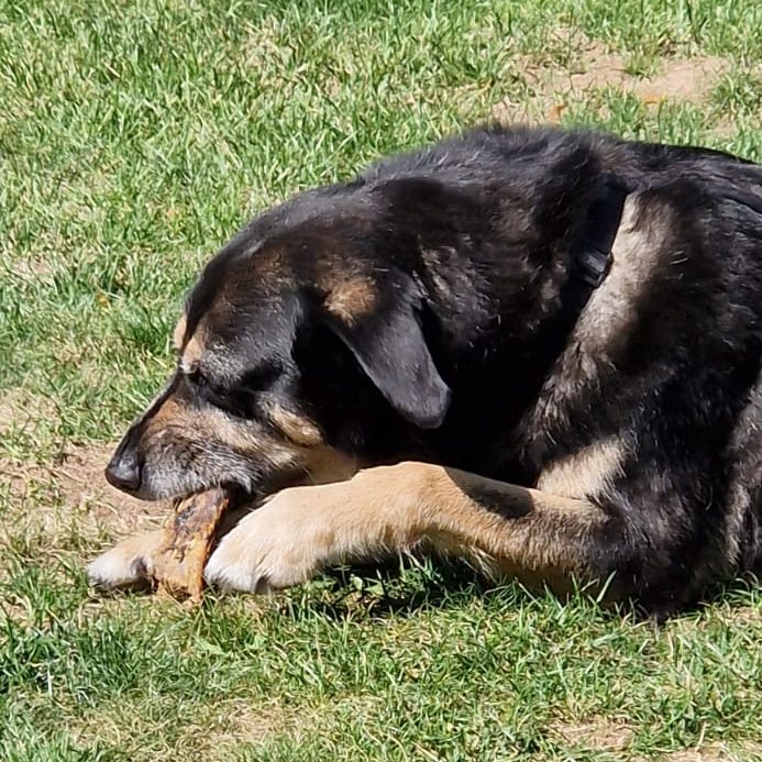 Hund mit getrockneter Rinderrippe von Kauspaß - Christiana Gramlich Schwarzer Hund liegt auf dem Gras und kaut auf einer getrockneten Rinderrippe