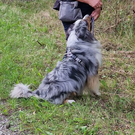 Kauspaß Trainingssnacks - Christiana Gramlich Walldürn Ein grauer, läufiger Hund steht neben einem Menschen und blickt zu ihm auf.